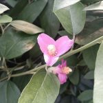 ΦΥΤΩΡΙΟ-ΟΡΜΥΛΙΑ-ΧΑΛΚΙΔΙΚΗΣ-ΦΥΤΩΡΙΑ-ΜΑΥΡΟΜΑΤΗ