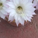 ΦΥΤΩΡΙΟ-ΟΡΜΥΛΙΑ-ΧΑΛΚΙΔΙΚΗΣ-ΦΥΤΩΡΙΑ-ΜΑΥΡΟΜΑΤΗ