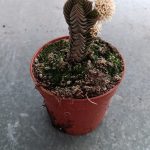 ΦΥΤΩΡΙΟ-ΟΡΜΥΛΙΑ-ΧΑΛΚΙΔΙΚΗΣ-ΦΥΤΩΡΙΑ-ΜΑΥΡΟΜΑΤΗ