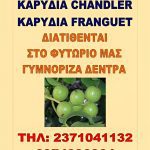 ΦΥΤΩΡΙΟ-ΟΡΜΥΛΙΑ-ΧΑΛΚΙΔΙΚΗΣ-ΦΥΤΩΡΙΑ-ΜΑΥΡΟΜΑΤΗ