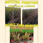 ΦΥΤΩΡΙΟ-ΟΡΜΥΛΙΑ-ΧΑΛΚΙΔΙΚΗΣ-ΦΥΤΩΡΙΑ-ΜΑΥΡΟΜΑΤΗ