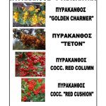 ΦΥΤΩΡΙΟ-ΟΡΜΥΛΙΑ-ΧΑΛΚΙΔΙΚΗΣ-ΦΥΤΩΡΙΑ-ΜΑΥΡΟΜΑΤΗ