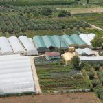 ΦΥΤΩΡΙΟ-ΟΡΜΥΛΙΑ-ΧΑΛΚΙΔΙΚΗΣ-ΦΥΤΩΡΙΑ-ΜΑΥΡΟΜΑΤΗ