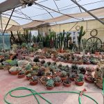 ΦΥΤΩΡΙΟ-ΟΡΜΥΛΙΑ-ΧΑΛΚΙΔΙΚΗΣ-ΦΥΤΩΡΙΑ-ΜΑΥΡΟΜΑΤΗ