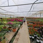 ΦΥΤΩΡΙΟ-ΟΡΜΥΛΙΑ-ΧΑΛΚΙΔΙΚΗΣ-ΦΥΤΩΡΙΑ-ΜΑΥΡΟΜΑΤΗ