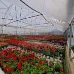 ΦΥΤΩΡΙΟ-ΟΡΜΥΛΙΑ-ΧΑΛΚΙΔΙΚΗΣ-ΦΥΤΩΡΙΑ-ΜΑΥΡΟΜΑΤΗ