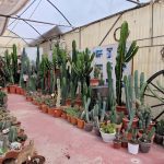 ΦΥΤΩΡΙΟ-ΟΡΜΥΛΙΑ-ΧΑΛΚΙΔΙΚΗΣ-ΦΥΤΩΡΙΑ-ΜΑΥΡΟΜΑΤΗ