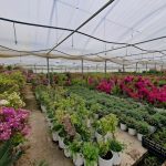 ΦΥΤΩΡΙΟ-ΟΡΜΥΛΙΑ-ΧΑΛΚΙΔΙΚΗΣ-ΦΥΤΩΡΙΑ-ΜΑΥΡΟΜΑΤΗ