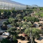 ΦΥΤΩΡΙΟ-ΟΡΜΥΛΙΑ-ΧΑΛΚΙΔΙΚΗΣ-ΦΥΤΩΡΙΑ-ΜΑΥΡΟΜΑΤΗ