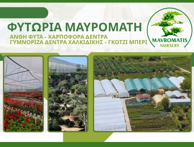 ΦΥΤΩΡΙΟ ΟΡΜΥΛΙΑ ΧΑΛΚΙΔΙΚΗΣ “ΦΥΤΩΡΙΑ ΜΑΥΡΟΜΑΤΗ” ΜΑΥΡΟΜΑΤΗ ΜΑΡΙΑ