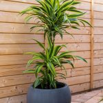 ΦΥΤΩΡΙΟ-ΡΕΘΥΜΝΟ-CRETA-PLANTS-ΣΤΑΓΑΚΗΣ