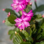 ΦΥΤΩΡΙΟ-ΡΕΘΥΜΝΟ-CRETA-PLANTS-ΣΤΑΓΑΚΗΣ