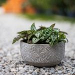 ΦΥΤΩΡΙΟ-ΡΕΘΥΜΝΟ-CRETA-PLANTS-ΣΤΑΓΑΚΗΣ