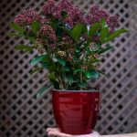 ΦΥΤΩΡΙΟ-ΡΕΘΥΜΝΟ-CRETA-PLANTS-ΣΤΑΓΑΚΗΣ