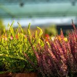 ΦΥΤΩΡΙΟ-ΡΕΘΥΜΝΟ-CRETA-PLANTS-ΣΤΑΓΑΚΗΣ