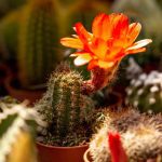 ΦΥΤΩΡΙΟ-ΡΕΘΥΜΝΟ-CRETA-PLANTS-ΣΤΑΓΑΚΗΣ