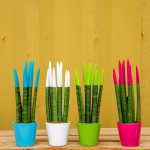 ΦΥΤΩΡΙΟ-ΡΕΘΥΜΝΟ-CRETA-PLANTS-ΣΤΑΓΑΚΗΣ