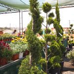 ΦΥΤΩΡΙΟ-ΡΕΘΥΜΝΟ-CRETA-PLANTS-ΣΤΑΓΑΚΗΣ