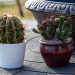 ΦΥΤΩΡΙΟ-ΡΕΘΥΜΝΟ-CRETA-PLANTS-ΣΤΑΓΑΚΗΣ