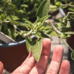 ΦΥΤΩΡΙΟ-ΡΕΘΥΜΝΟ-CRETA-PLANTS-ΣΤΑΓΑΚΗΣ