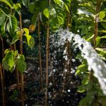 ΦΥΤΩΡΙΟ-ΡΕΘΥΜΝΟ-CRETA-PLANTS-ΣΤΑΓΑΚΗΣ