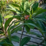 ΦΥΤΩΡΙΟ-ΡΕΘΥΜΝΟ-CRETA-PLANTS-ΣΤΑΓΑΚΗΣ