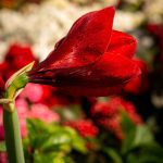 ΦΥΤΩΡΙΟ-ΡΕΘΥΜΝΟ-CRETA-PLANTS-ΣΤΑΓΑΚΗΣ