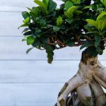 ΦΥΤΩΡΙΟ-ΡΕΘΥΜΝΟ-CRETA-PLANTS-ΣΤΑΓΑΚΗΣ