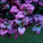 ΦΥΤΩΡΙΟ-ΡΕΘΥΜΝΟ-CRETA-PLANTS-ΣΤΑΓΑΚΗΣ