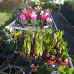 ΦΥΤΩΡΙΟ-ΡΕΘΥΜΝΟ-CRETA-PLANTS-ΣΤΑΓΑΚΗΣ