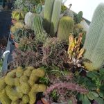 ΦΥΤΩΡΙΟ-ΡΕΘΥΜΝΟ-CRETA-PLANTS-ΣΤΑΓΑΚΗΣ