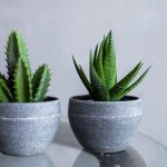 ΦΥΤΩΡΙΟ-ΡΕΘΥΜΝΟ-CRETA-PLANTS-ΣΤΑΓΑΚΗΣ