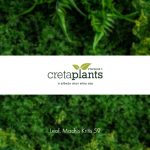 ΦΥΤΩΡΙΟ-ΡΕΘΥΜΝΟ-CRETA-PLANTS-ΣΤΑΓΑΚΗΣ