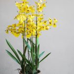 ΦΥΤΩΡΙΟ-ΡΕΘΥΜΝΟ-CRETA-PLANTS-ΣΤΑΓΑΚΗΣ