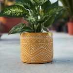 ΦΥΤΩΡΙΟ-ΡΕΘΥΜΝΟ-CRETA-PLANTS-ΣΤΑΓΑΚΗΣ