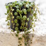 ΦΥΤΩΡΙΟ-ΡΕΘΥΜΝΟ-CRETA-PLANTS-ΣΤΑΓΑΚΗΣ