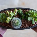 ΦΥΤΩΡΙΟ-ΡΕΘΥΜΝΟ-CRETA-PLANTS-ΣΤΑΓΑΚΗΣ