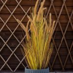 ΦΥΤΩΡΙΟ-ΡΕΘΥΜΝΟ-CRETA-PLANTS-ΣΤΑΓΑΚΗΣ