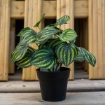 ΦΥΤΩΡΙΟ-ΡΕΘΥΜΝΟ-CRETA-PLANTS-ΣΤΑΓΑΚΗΣ