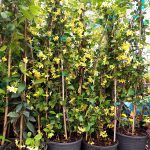 ΦΥΤΩΡΙΟ-ΣΑΛΑΜΙΝΑ-ΚΕΝΤΡΟ-ΚΗΠΟΥ-ΠΑΡΑΔΕΙΣΟΣ