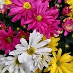 ΦΥΤΩΡΙΟ-ΣΑΛΑΜΙΝΑ-ΚΕΝΤΡΟ-ΚΗΠΟΥ-ΠΑΡΑΔΕΙΣΟΣ