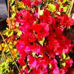 ΦΥΤΩΡΙΟ-ΣΑΛΑΜΙΝΑ-ΚΕΝΤΡΟ-ΚΗΠΟΥ-ΠΑΡΑΔΕΙΣΟΣ