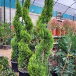 ΦΥΤΩΡΙΟ-ΣΑΛΑΜΙΝΑ-ΚΕΝΤΡΟ-ΚΗΠΟΥ-ΠΑΡΑΔΕΙΣΟΣ