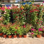 ΦΥΤΩΡΙΟ-ΣΑΛΑΜΙΝΑ-ΚΕΝΤΡΟ-ΚΗΠΟΥ-ΠΑΡΑΔΕΙΣΟΣ