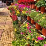 ΦΥΤΩΡΙΟ-ΣΑΛΑΜΙΝΑ-ΚΕΝΤΡΟ-ΚΗΠΟΥ-ΠΑΡΑΔΕΙΣΟΣ