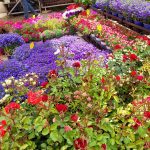 ΦΥΤΩΡΙΟ-ΣΑΛΑΜΙΝΑ-ΚΕΝΤΡΟ-ΚΗΠΟΥ-ΠΑΡΑΔΕΙΣΟΣ