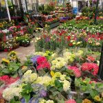 ΦΥΤΩΡΙΟ-ΣΑΛΑΜΙΝΑ-ΚΕΝΤΡΟ-ΚΗΠΟΥ-ΠΑΡΑΔΕΙΣΟΣ