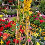 ΦΥΤΩΡΙΟ-ΣΑΛΑΜΙΝΑ-ΚΕΝΤΡΟ-ΚΗΠΟΥ-ΠΑΡΑΔΕΙΣΟΣ