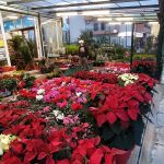 ΦΥΤΩΡΙΟ-ΣΑΛΑΜΙΝΑ-ΚΕΝΤΡΟ-ΚΗΠΟΥ-ΠΑΡΑΔΕΙΣΟΣ