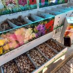 ΦΥΤΩΡΙΟ-ΣΑΛΑΜΙΝΑ-ΚΕΝΤΡΟ-ΚΗΠΟΥ-ΠΑΡΑΔΕΙΣΟΣ